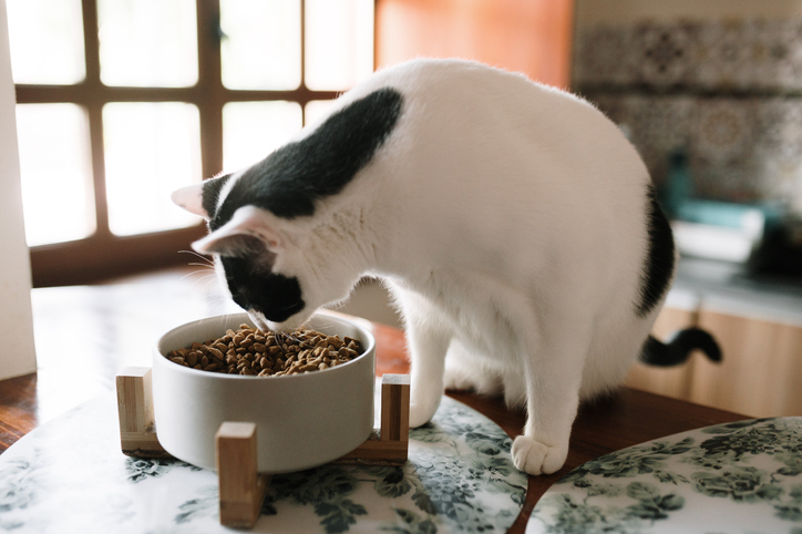 kot jedzący posiłek